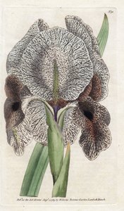 Iris de Chalcedoine of Susa door James Sowerby