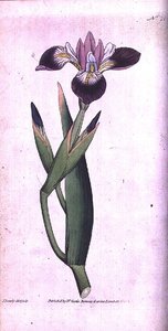Iris vericolour, plaat 21 uit William Curtis
