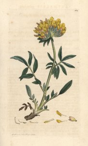 Wondklaver, Anthyllis vulneraria