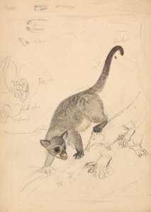 Kinkajou door James Sowerby