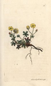 Grootbloemige ganzerik, Potentilla grandiflora. Handgekleurde kopergravure naar een illustratie van James Sowerby uit James Smith