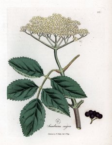 Grote vlier of zwarte vlier - Gewone zwarte vlierboom, Sambucus nigra. Handgekleurde kopergravure uit een botanische illustratie door James Sowerby uit William Woodville en Sir William Jackson Hooker