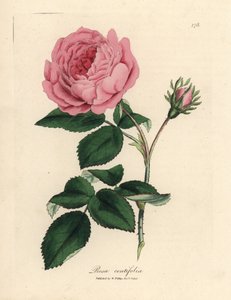 Grote roze honderdbladige roos, Rosa centifolia door James Sowerby
