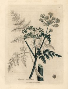 Bladeren en bloemen van dolle kervel, Conium maculatum