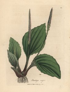 Bladeren en bloemen van weegbree, Plantago major