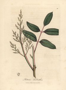 Bladeren en bloemen van de chianboom of Cyprusturpentineboom, Pistacia terebinthus door James Sowerby