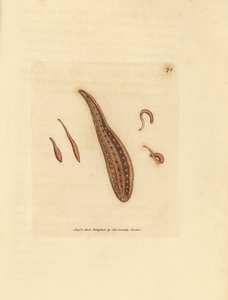Bloedzuiger, Hirudo circulans door James Sowerby