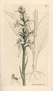 Kleine vlinderorchis, Platanthera bifolia (Orchis bifolia)