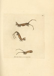 Langhoornpissebed, Astacilla longicornis. Illustratie van James Sowerby uit 