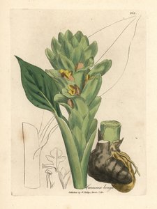 Langwortelige kurkuma, Curcuma longa