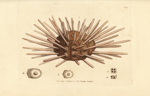 Langstekelige zee-egel, Cidaris cidaris. Illustratie van James Sowerby uit 