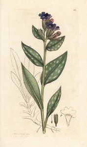 Longkruid, Pulmonaria officinalis. Handgekleurde kopergravure naar een illustratie van James Sowerby uit James Smith