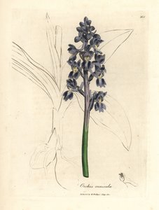 Mannelijke orchis, Orchis mascula door James Sowerby