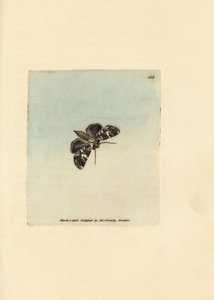 Gemarmerde korenbloemmot, Hadena confusa (Phalaena x-scriptum)