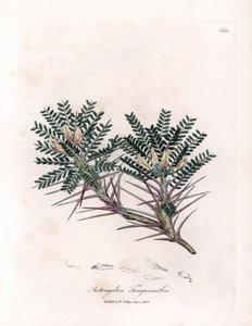 Marseille Astragalus of moederkussen - Geitendoorn melkveder, Astragalus tragacantha. Handgekleurde kopergravure uit een botanische illustratie door James Sowerby uit William Woodville en Sir William Jackson Hooker