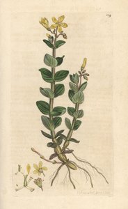 Moeras Sint-Janskruid, Hypericum elodes (Sint-Janskruid) door James Sowerby