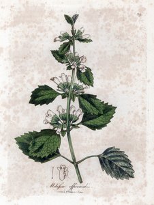 Citroenmelisse of melisse citroengras - Citroenmelisse, Melissa officinalis. Handgekleurde kopergravure uit een botanische illustratie door James Sowerby uit William Woodville en Sir William Jackson Hooker