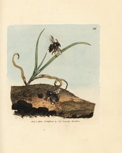 Zandbij, Andrena nigroaenea. Illustratie van James Sowerby uit 