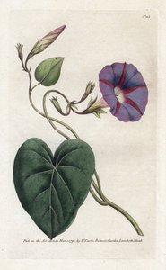 Ipomee. Lithografie door James Sowerby uit William Curtis