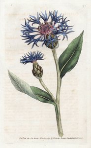 Bergcentaurie of meerjarige bosbes door James Sowerby