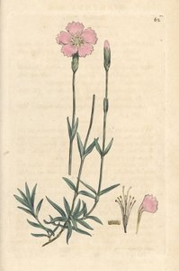 Berganjer, Dianthus caesius. Handgekleurde kopergravure naar een illustratie door James Sowerby uit James Smith