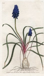 Muscari neglige