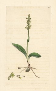 Muskusorchidee, Herminium monorchis. Handgekleurde kopergravure naar een illustratie door James Sowerby uit James Smith