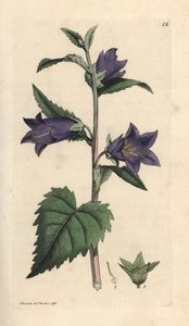 Brandnetelbladige klokjesbloem, Campanula trachelium. Handgekleurde kopergravure naar een illustratie door James Sowerby uit James Smith