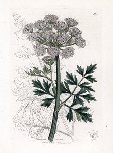 Waterscheerling - Waterscheerling, Oenanthe crocata. Handgekleurde kopergravure uit een botanische illustratie door James Sowerby uit William Woodville en Sir William Jackson Hooker