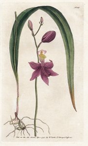Orchidee: calopogon tuberus - Lithografie door James Sowerby (1757-1822), uit William Curtis