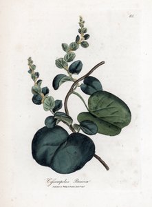 Pareira brava, Cissampelos pareira. Illustratie van James Sowerby uit William Woodville en Sir William Jackson Hooker