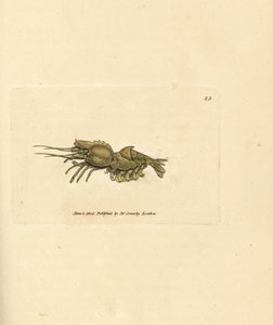 Papegaaigarnaal, Spirontocaris spinus (Rugstekelige garnaal; Cancer spinus) door James Sowerby