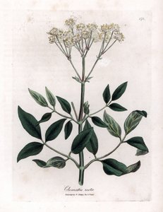 Vaste clematite - Rechte maagdenwijn, Clematis recta. Handgekleurde kopergravure uit een botanische illustratie door James Sowerby uit William Woodville en Sir William Jackson Hooker