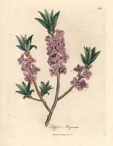 Roze bloeiende peperboompje