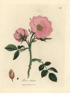 Roze hondsroos met rozenbottel, Rosa canina