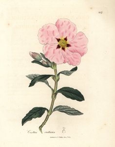 Roze bloeiende Kretenzische cistus, Cistus creticus door James Sowerby