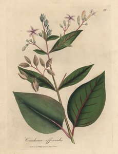 Roze bloeiende kinaboom, Cinchona officinalis