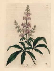 Roze bloeiende kuisboom