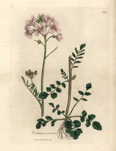 Roze bloeiende pinksterbloem, Cardamine pratensis door James Sowerby