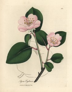 Roze bloeiende kweepeerboom, Pyrus cydonia door James Sowerby