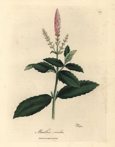 Roze bloeiende groene munt, Mentha viridis