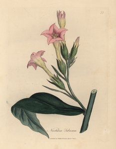 Roze bloeiende tabaksplant, Nicotiana tabacum