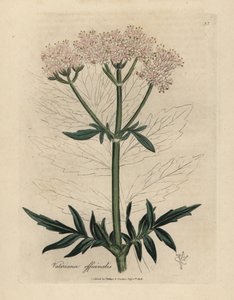 Roze bloeiende valeriaan, Valeriana officinalis