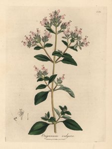 Roze bloeiende wilde marjolein, Origanum vulgare door James Sowerby