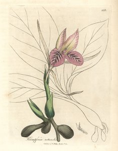 Roze bloeiende zedoary, Kaempferia rotunda door James Sowerby