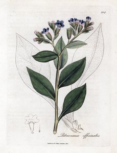 Longkruid, Pulmonia officinalis. Handgekleurde kopergravure uit een botanische illustratie door James Sowerby uit William Woodville en Sir William Jackson Hooker