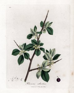 Purgatieve of cathartische wegedoorn - Wegedoorn, Rhamnus catharticus. Handgekleurde kopergravure uit een botanische illustratie door James Sowerby uit William Woodville en Sir William Jackson Hooker