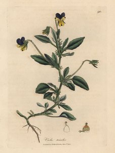 Paarse en gele viooltje, Viola tricolor