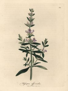 Paarse bloeiende hysop, Hyssopus officinalis door James Sowerby