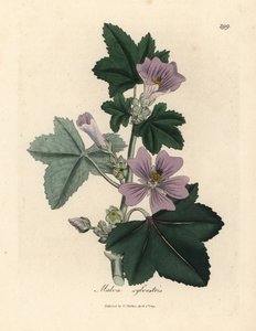 Paarse bloeiende kaasjeskruid, Malva sylvestris